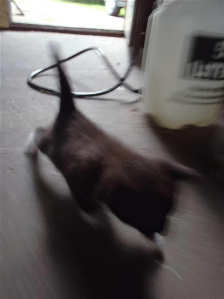 Huskat Baby billede 16