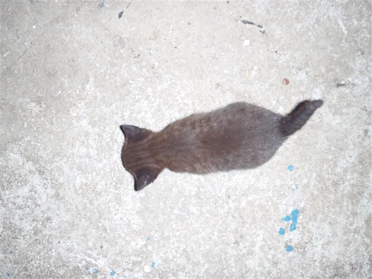 Huskat Baby billede 17