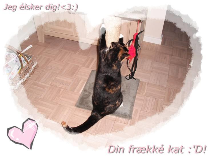 Huskat |Misja Den dejlige!<3I; - Velkommen til Misjas profil, smid en kommentar og bedøm :) billede 1