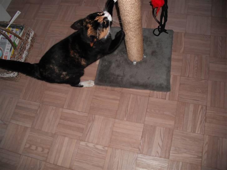 Huskat |Misja Den dejlige!<3I; - Jeg kan ikke leve uden mit kradsetræ! :) billede 2