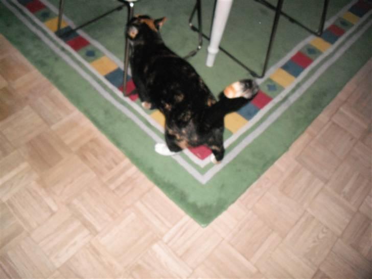 Huskat |Misja Den dejlige!<3I; - Misja skal til at gnide sig op af stolen :) billede 3