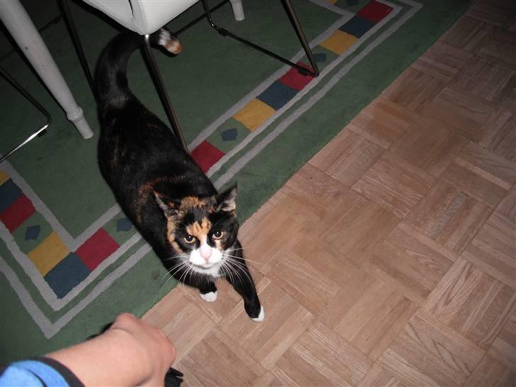 Huskat |Misja Den dejlige!<3I; - Misja, en rigtig fotogén .. billede 4