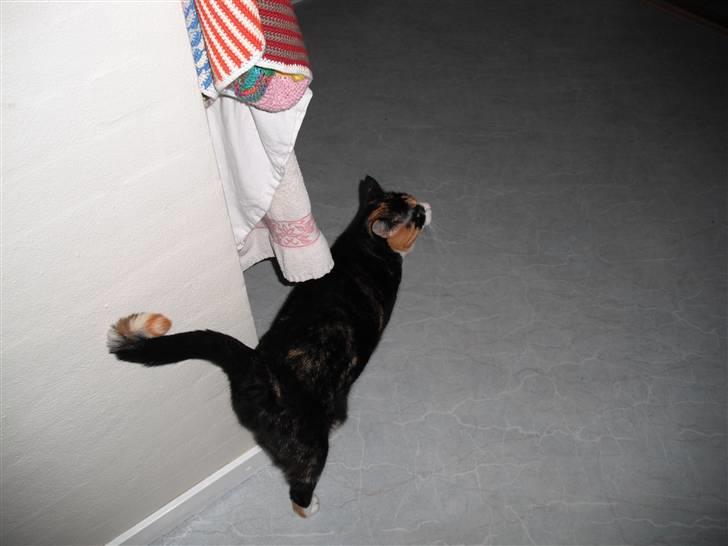 Huskat |Misja Den dejlige!<3I; - Misja på vej ud til sin madskål :))- HMM MAD - YLING billede 5