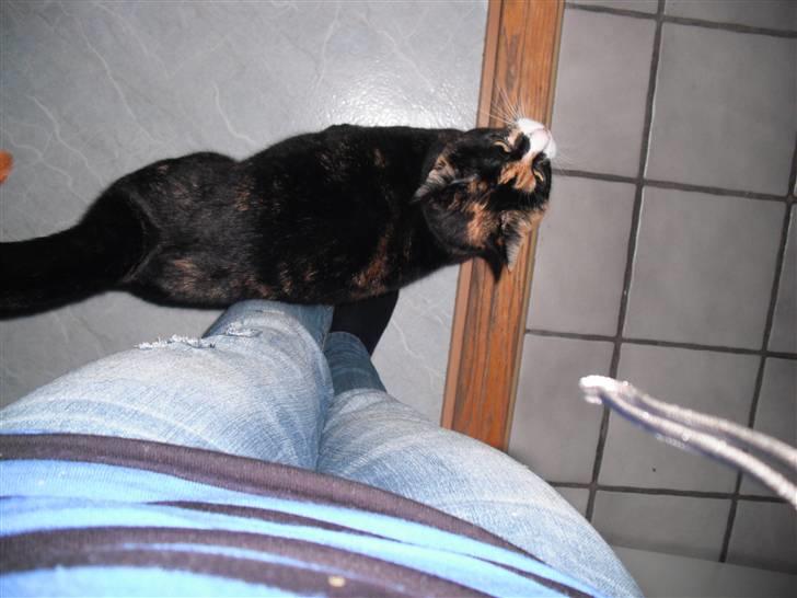 Huskat |Misja Den dejlige!<3I; - Misja Elsker at gå op ad mig hmm det er skønt at have sådan en kat! :D billede 6