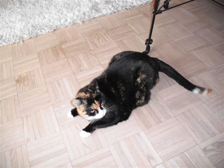 Huskat |Misja Den dejlige!<3I; - Misja tager en slapper og holder vagt!! .. billede 7