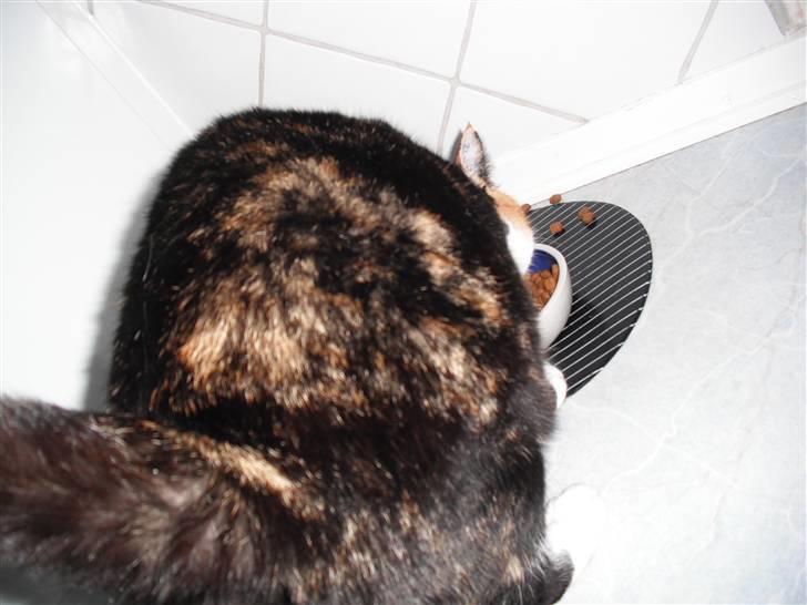 Huskat |Misja Den dejlige!<3I; - Misja spiser.. NÆSTEN som altid :) billede 8