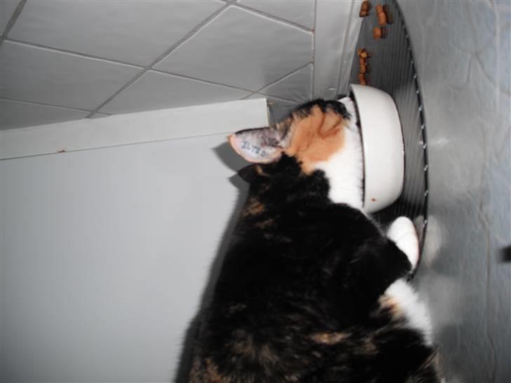 Huskat |Misja Den dejlige!<3I; - Misja spiser IGEN ;) Men det er der  vel heller ikk noget mærkeligt i .. billede 9