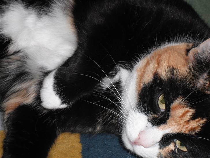 Huskat |Misja Den dejlige!<3I; - Min mor kæler med Misja.. billede 10