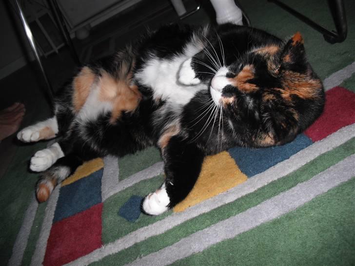 Huskat |Misja Den dejlige!<3I; - Min mor kæler stadig med misja billede 11