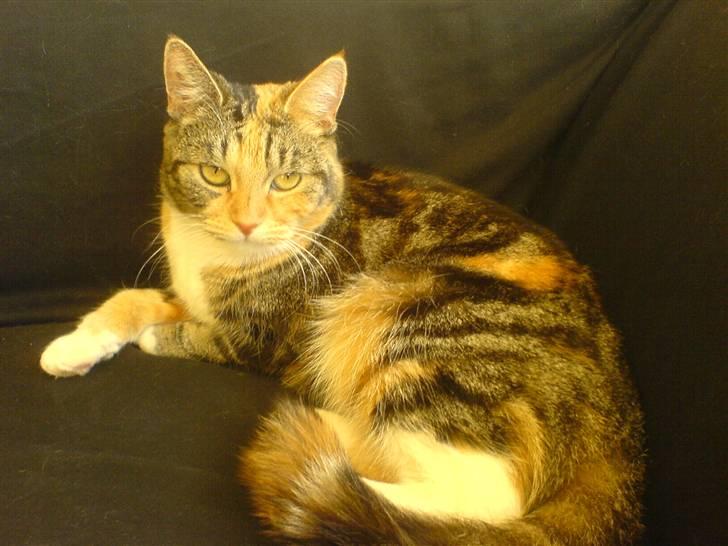 Huskat R.I.P Shelby - den sødeste pige :-) billede 1