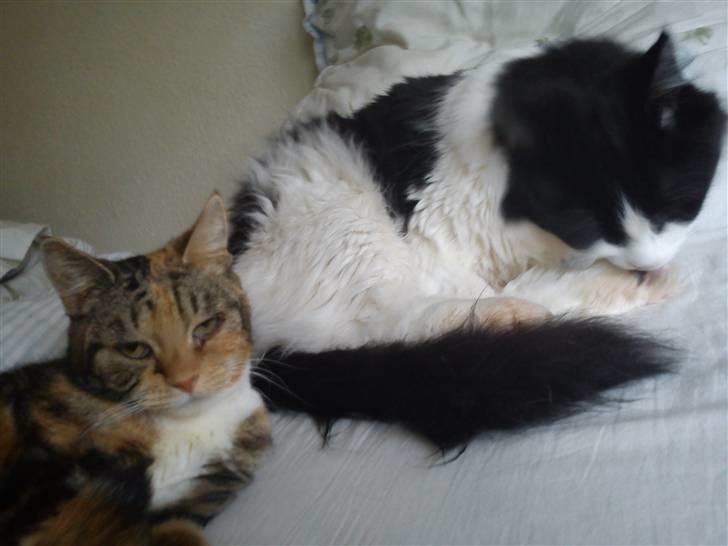 Huskat R.I.P Shelby - min søn brummer og mig :-) billede 2