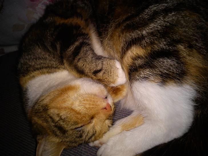 Huskat R.I.P Shelby - putte billede 3