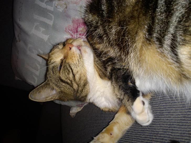 Huskat R.I.P Shelby - ej jeg er smuk billede 4