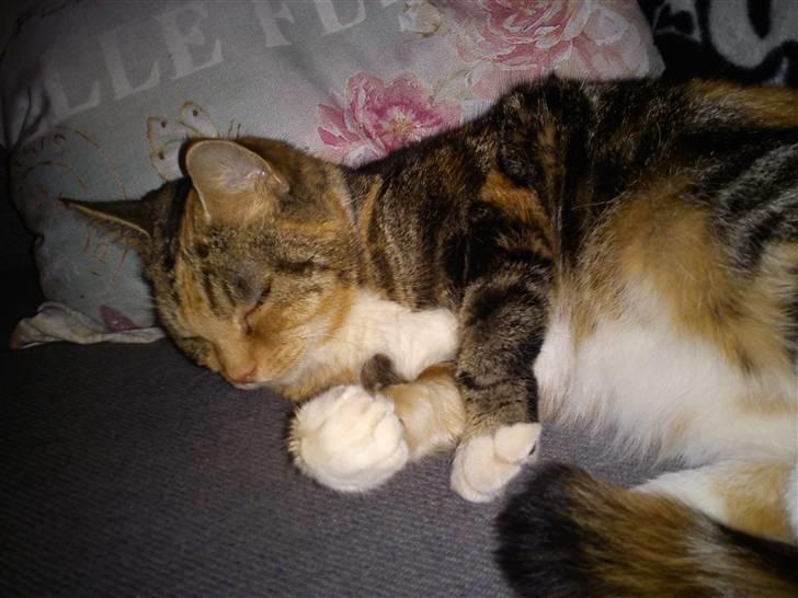 Huskat R.I.P Shelby - slikke nu er kammeraet der så jeg skal være smuk billede 5