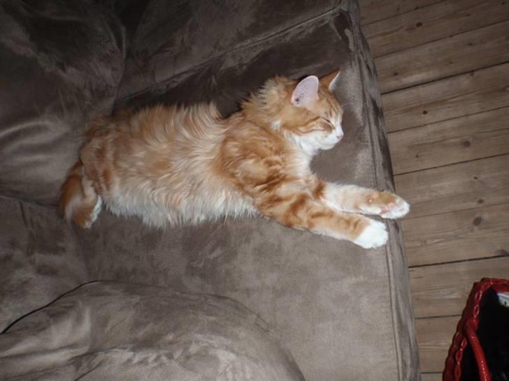 Blanding af racer Oliver billede 1