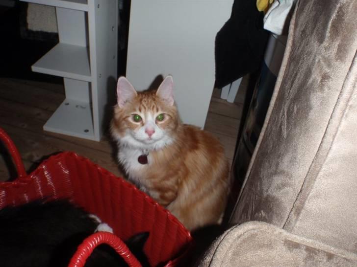 Blanding af racer Oliver billede 3