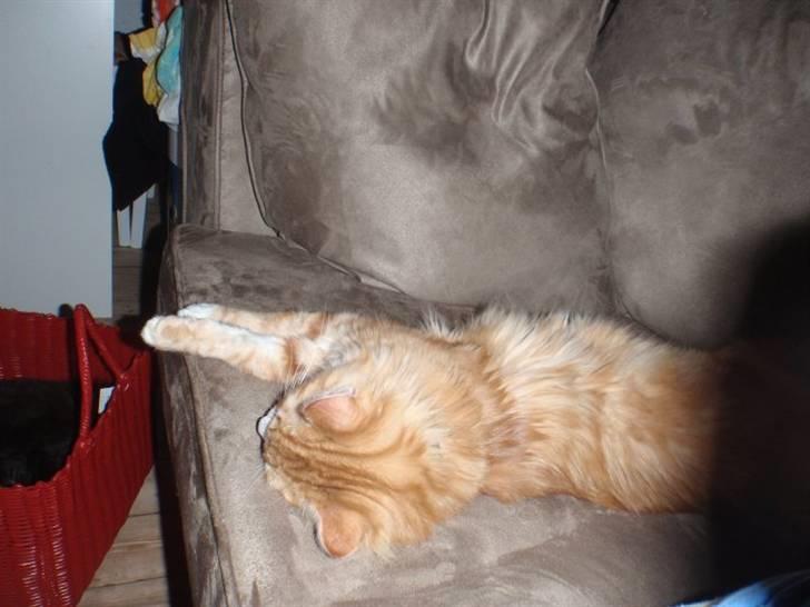 Blanding af racer Oliver billede 4