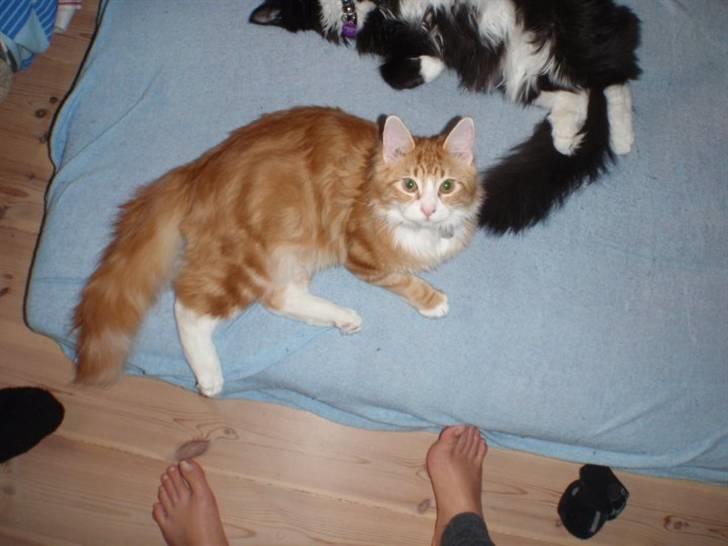 Blanding af racer Oliver billede 5