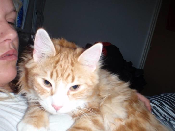 Blanding af racer Oliver billede 7