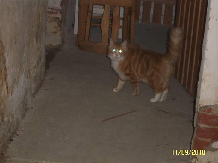 Blanding af racer Oliver billede 8