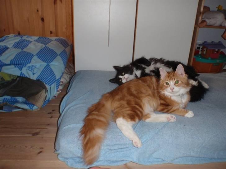 Blanding af racer Oliver billede 9