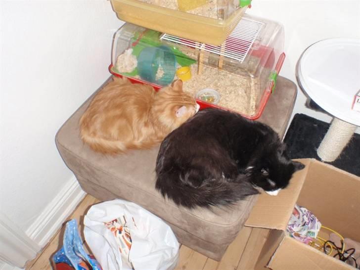 Blanding af racer Oliver billede 10