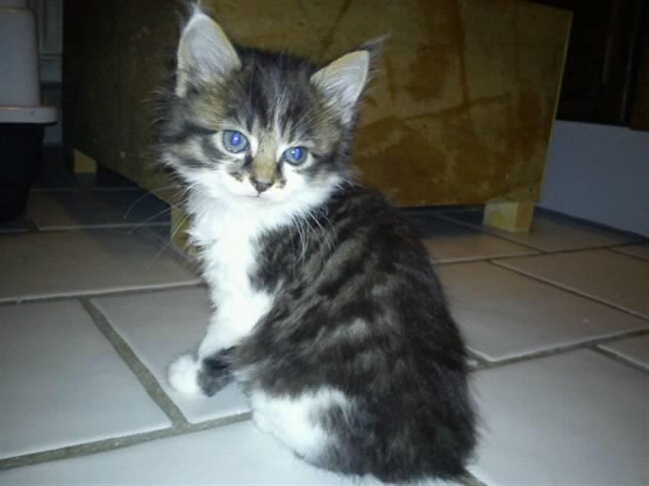 Blanding af racer Shaker billede 7