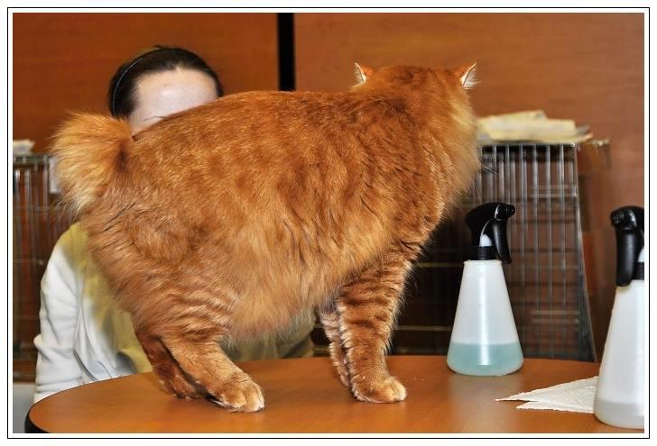 Kurilean Bobtail GIC.Ataman Kurilkot billede 7