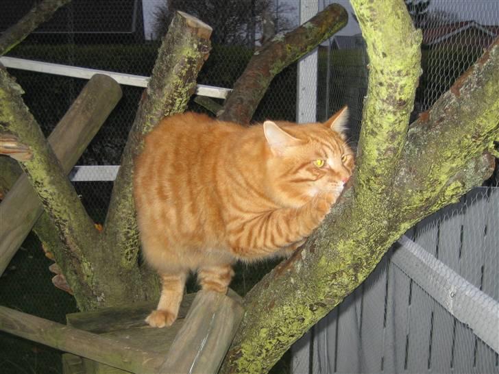 Kurilean Bobtail GIC.Ataman Kurilkot billede 8