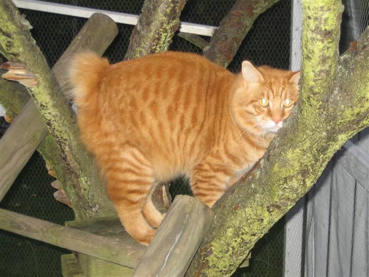 Kurilean Bobtail GIC.Ataman Kurilkot billede 9