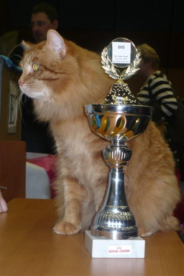 Kurilean Bobtail GIC.Ataman Kurilkot billede 10