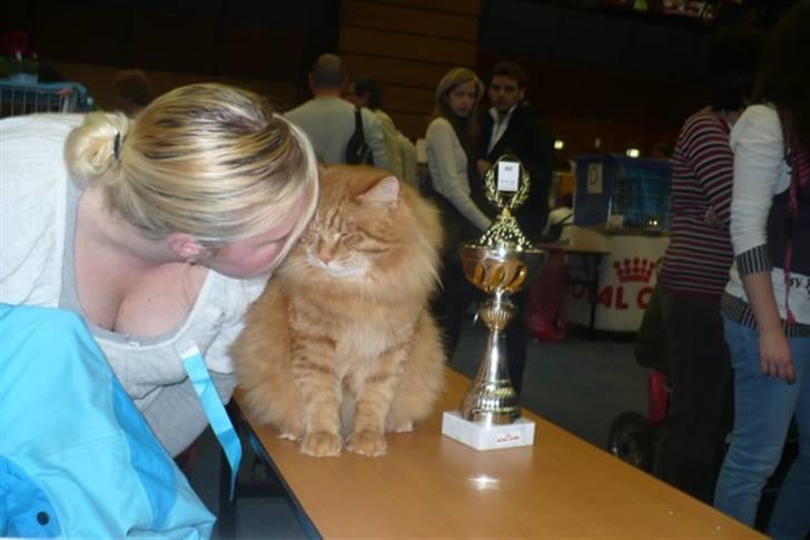 Kurilean Bobtail GIC.Ataman Kurilkot billede 11