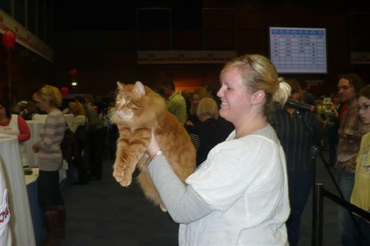 Kurilean Bobtail GIC.Ataman Kurilkot billede 12