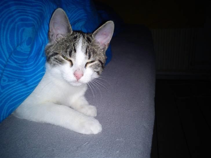 Huskat Lilje billede 1