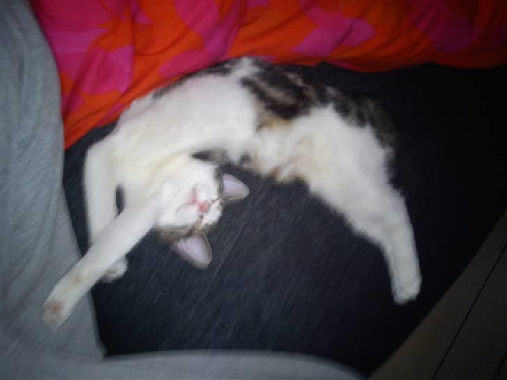 Huskat Lilje billede 2