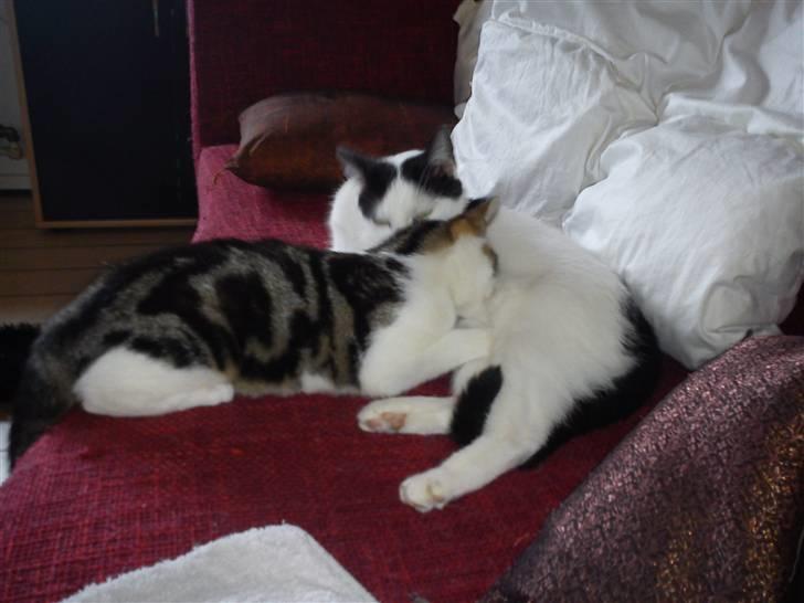 Huskat Lilje billede 3