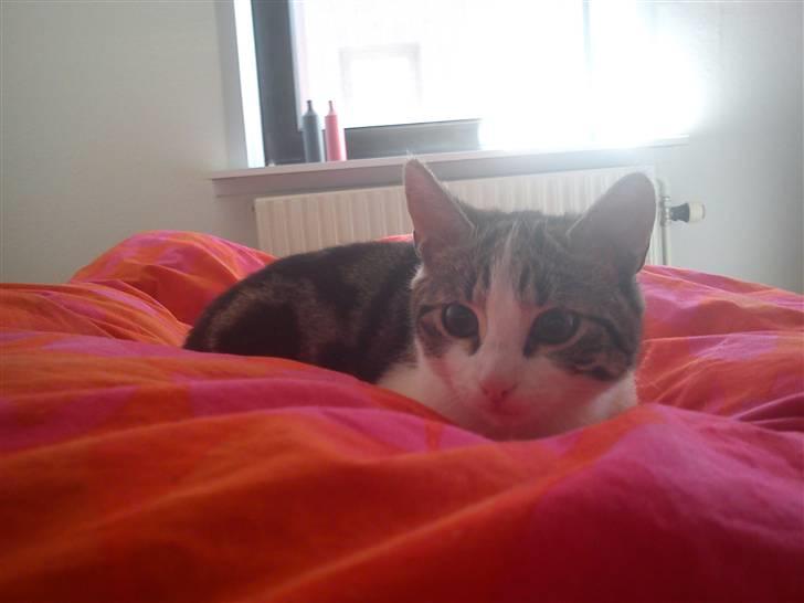 Huskat Lilje billede 4