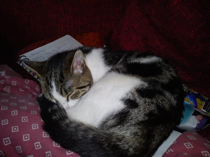 Huskat Lilje billede 5