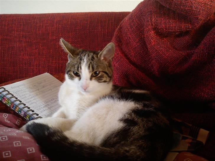 Huskat Lilje billede 6