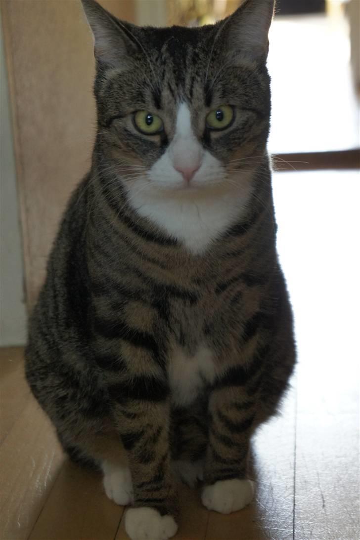 Huskat Oliver billede 13