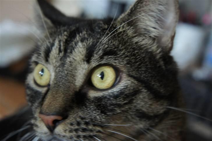 Huskat Bastian billede 18