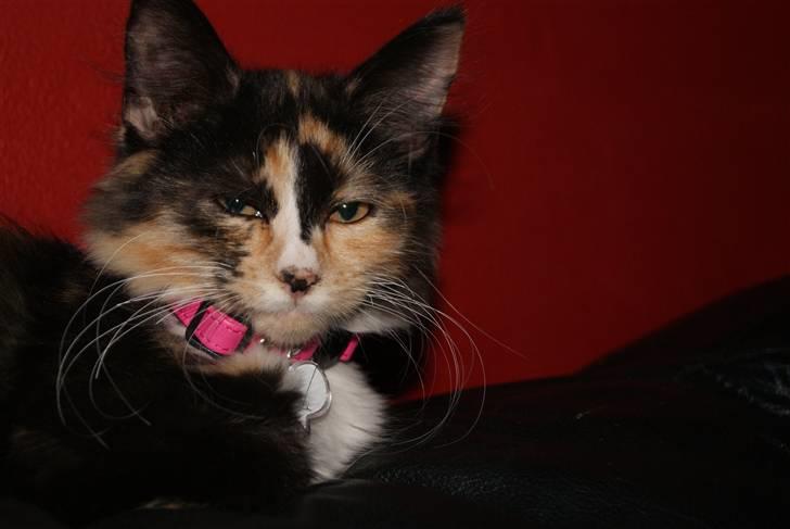 Maine Coon Chilli - heey... det er mig der er chilli billede 1