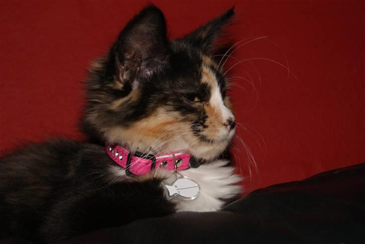 Maine Coon Chilli billede 2