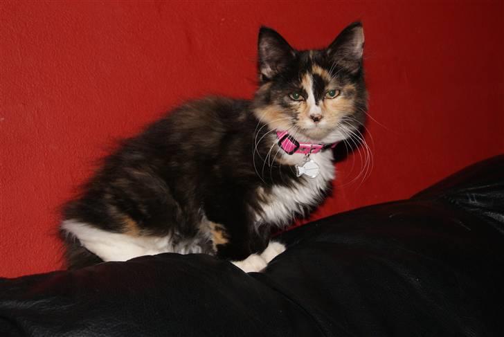 Maine Coon Chilli billede 3