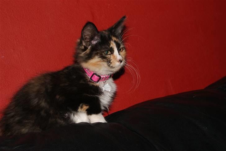 Maine Coon Chilli billede 4