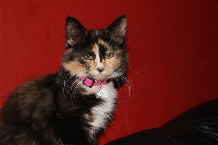 Maine Coon Chilli billede 5