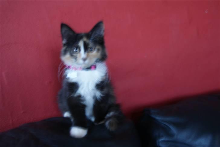 Maine Coon Chilli billede 6