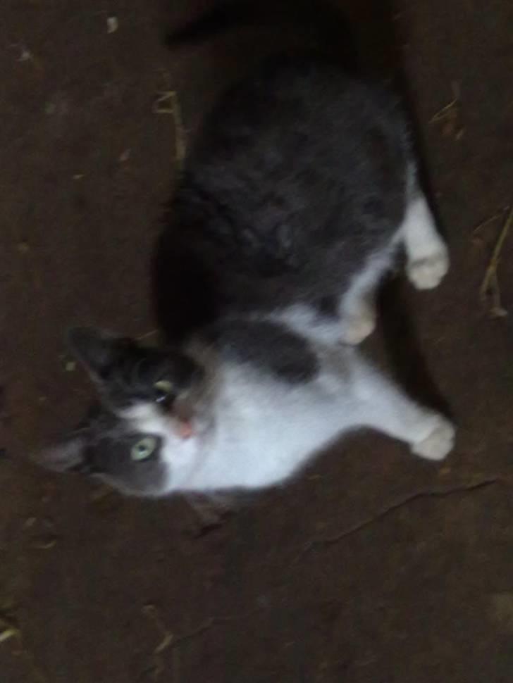 Blanding af racer plet<3 (VÆK?) billede 14