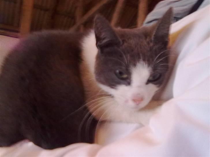 Blanding af racer plet<3 (VÆK?) - så sover vi billede 15