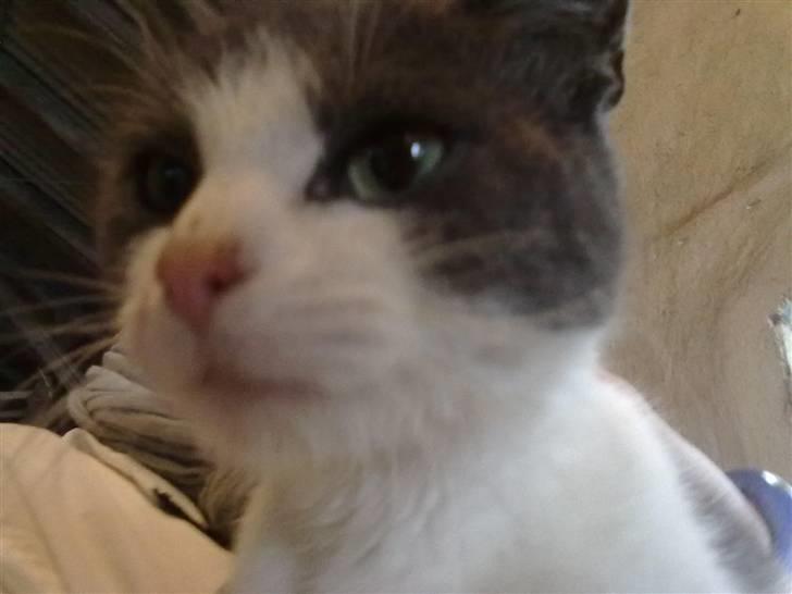 Blanding af racer plet<3 (VÆK?) billede 16